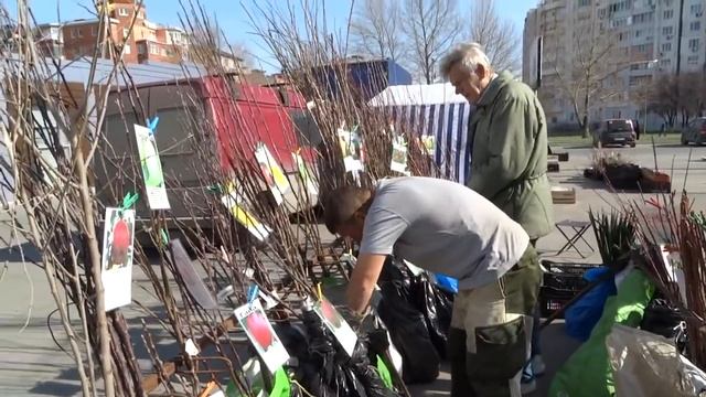Покупаем саженцы, вырастим персики в Анапе! смотреть онлайн