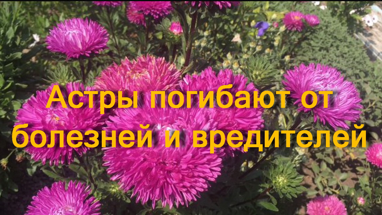 Астры погибают от болезней и вредителей смотреть онлайн