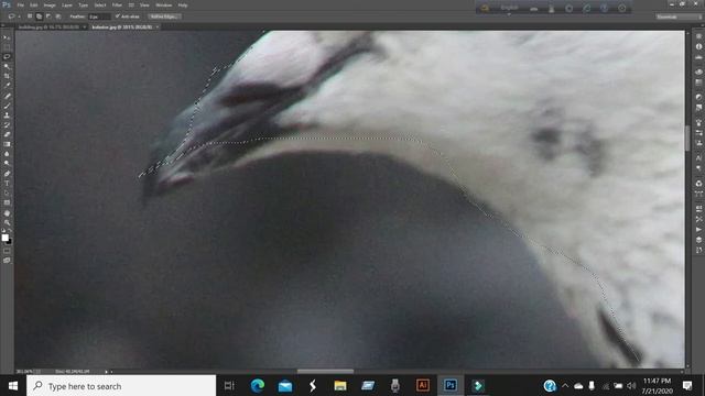 how to use lasso tools in Photoshop cc।। polygonal lasso tool ।। magnetic lasso tool смотреть онлайн