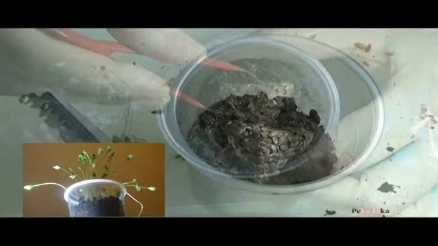 Развивающий ролик про семена.Поделки из семян и природного материала.Объёмные геометрические фигуры смотреть онлайн