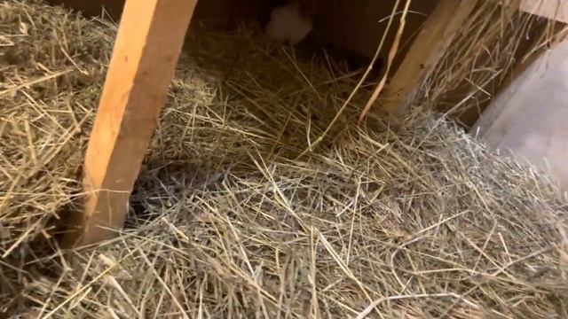 Алиса лиса. Сторожит запасы еды в сарае. смотреть онлайн