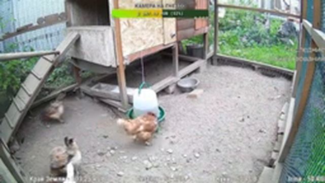 Курятник. Жизнь в курятнике. Можно покормить онлайн. Chicken coop stream. Online feed смотреть онлайн