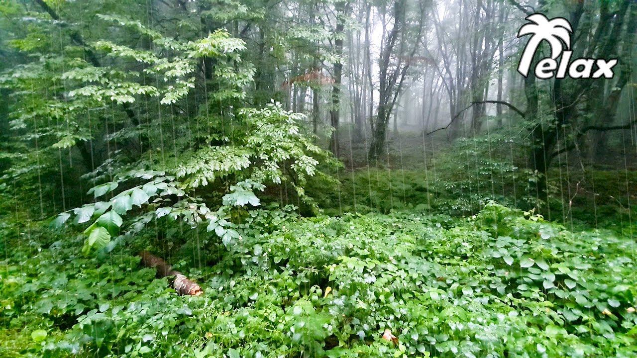 Forest Rain Sounds to Help You Sleep or Study - White Noise Rainstorm 6 hrs смотреть онлайн