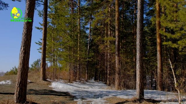 Walk through the Spring Forest смотреть онлайн
