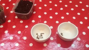 Как вырастить тую из семян.