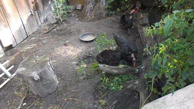 Мягкая скорлупа яиц у кур. Цветной бройлер, голошейные куры. смотреть онлайн