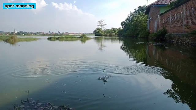 Mancing Nila Umpan Lumut-mancing Nila Liar Rawa-rangkaian Pacing Lumut Original Tiga Mata Kail