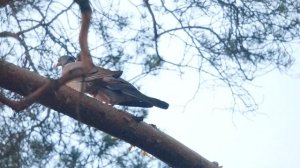 Кукующий голубь Вяхирь