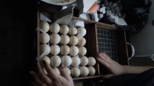 Закладка инкубационног яйца в инкубатор Блиц 72//как проложить яйца//Выставляем влажность.