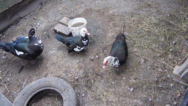 Мускусные утки! Как правильно завести уток для своего хозяйства! смотреть онлайн