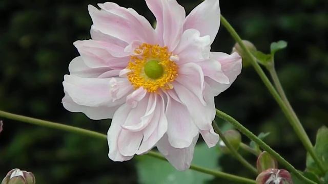 Anemone Hybrida Konigin Charlotte