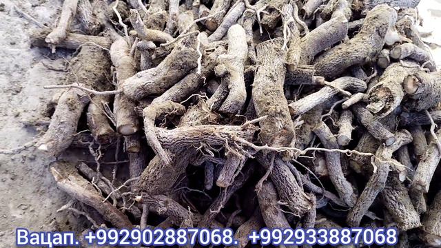 Каламчахои Павловния М1. ФТЕ. заказ кабул мекнем. Павловния дар Точикистон. смотреть онлайн