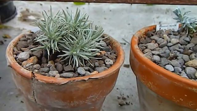 My Celmisia Collection, how I grow the New Zealand Daisy outdoors in my garden & in pots смотреть онлайн