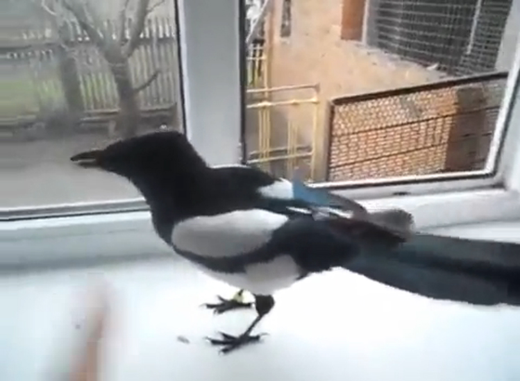 Смех сороки смотреть онлайн