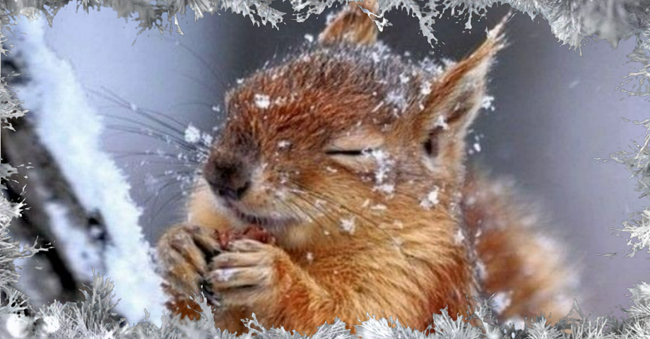 Доброго Вам Дня и Чудесного Зимнего Настроения! смотреть онлайн