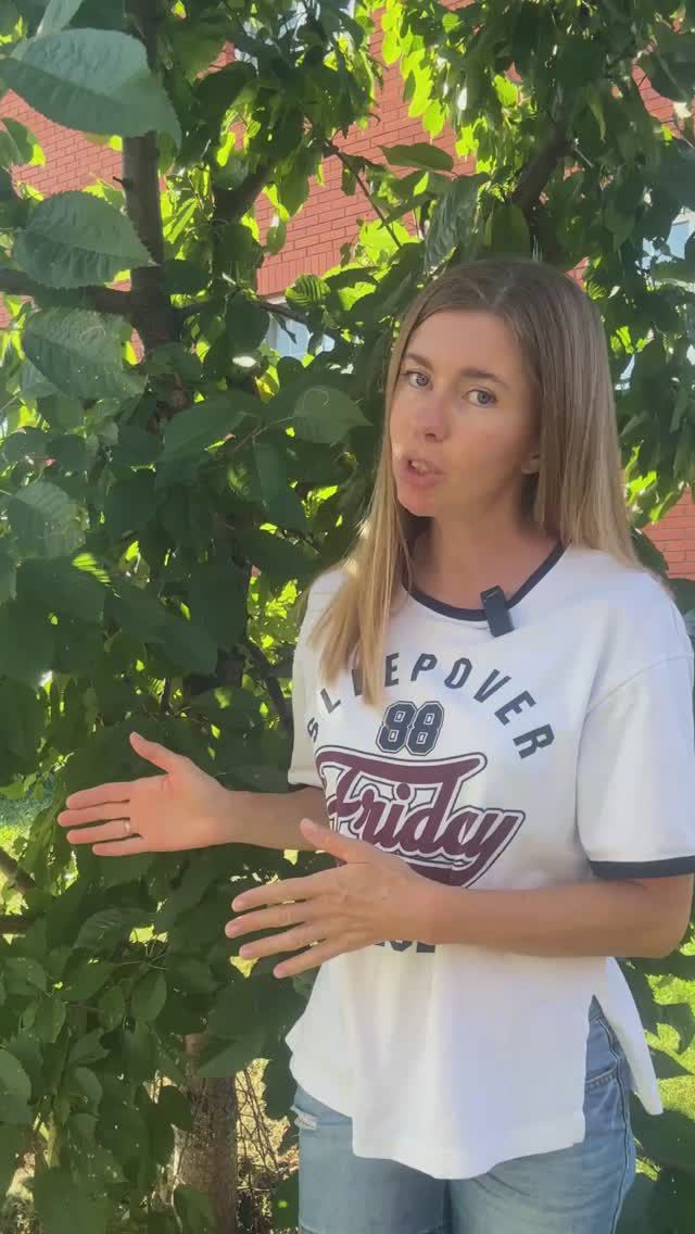 Черешня в Подмосковье смотреть онлайн