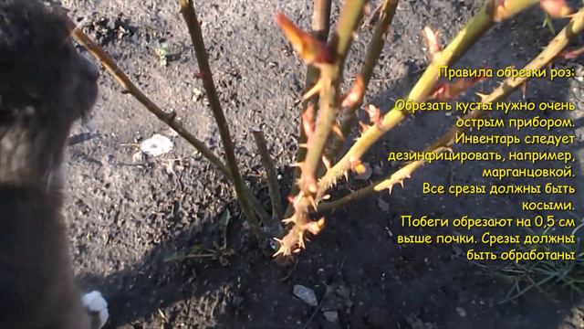 Зеленые миры