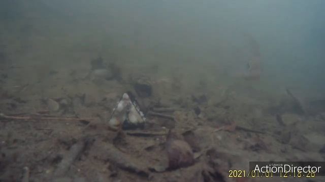 Голавль, плотва, лещ,на куриную печень с чесноком. Подводная съемка. смотреть онлайн