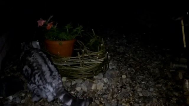 Наши Любимые Питомцы Кошкин Домик Дачное Жильё для Кошек смотреть онлайн