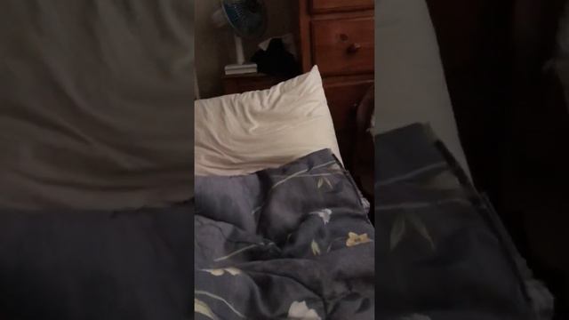 Chiquibukis Enojado ?? смотреть онлайн