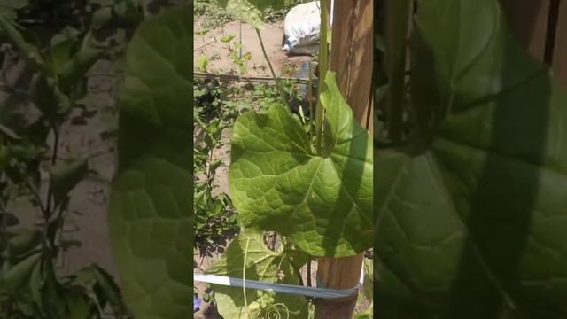 The Luffa that I planted is now starting to flower смотреть онлайн