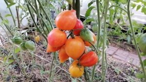 Томат Гордость Марины (Marina’s Praise).