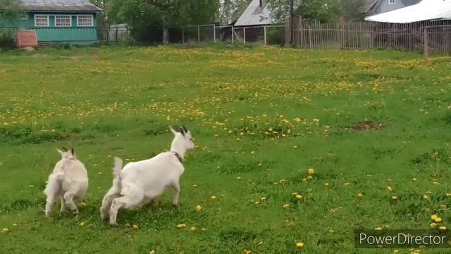 Три ведра мне мало, суточный удой молока))) смотреть онлайн