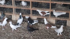 Анонс! Бакинские голуби Наримана! (Новханы)