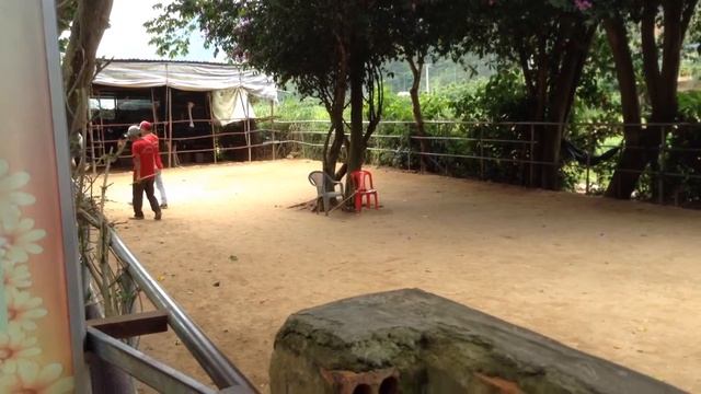 Катание на страусе Нячанг смотреть онлайн