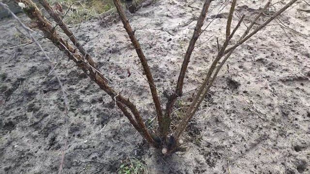Войлочная вишня. Ошибки при обрезке войлочной вишни.