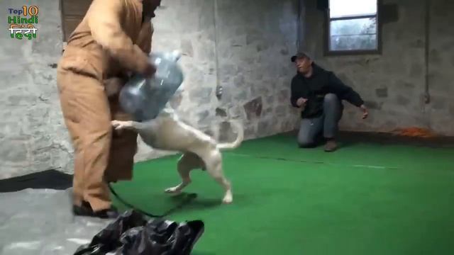 Топ 10 Самые смертоносные породы собак в мире ! смотреть онлайн