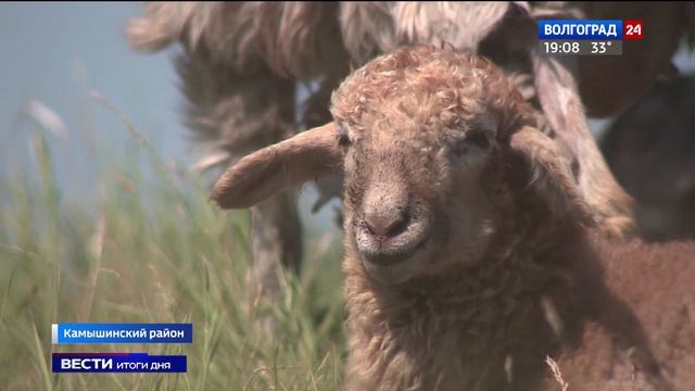 Волгоградские овцеводы подводят итоги окотной кампании смотреть онлайн