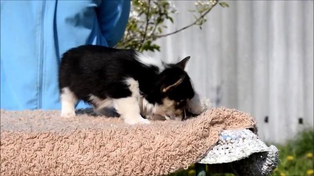 Мальчик Лакшери Штерн МАРСЕЛЬ МОН АМУР 1,5 месяца 20042017 смотреть онлайн