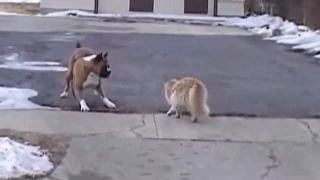 Прикол кошка нападает на боксера смотреть онлайн