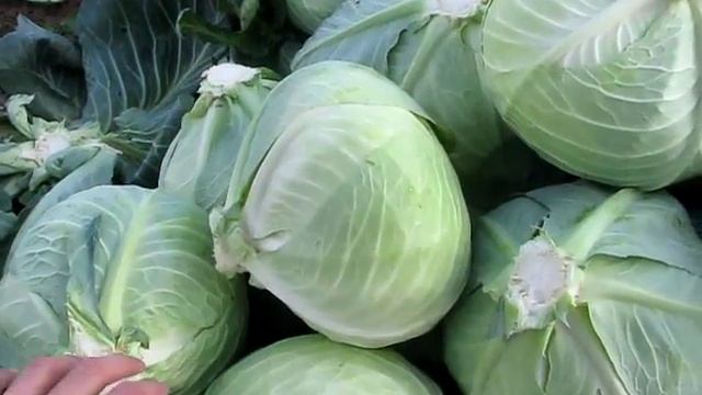 Ларсия - достижение на каждом поле! Капуста Ларсия. Характеристика капусты смотреть онлайн