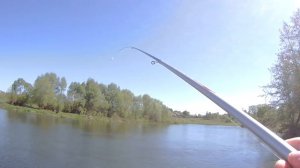 ловля голавля на майского жука на дону