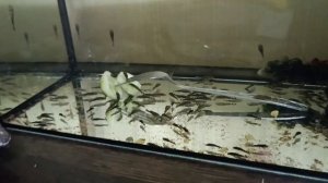 Анциструс. Разведение, уход, содержание