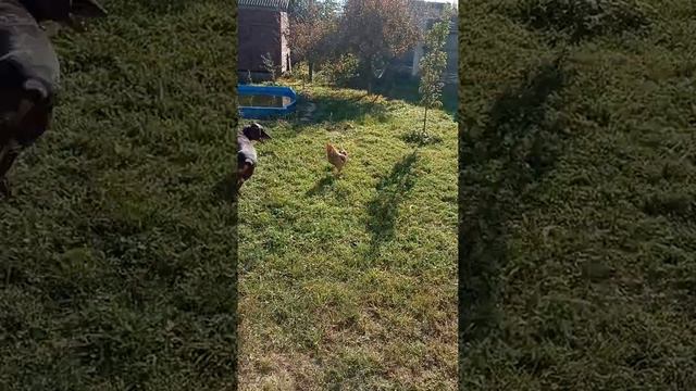 Курцхаар нашёл себе дружбана)) смотреть онлайн