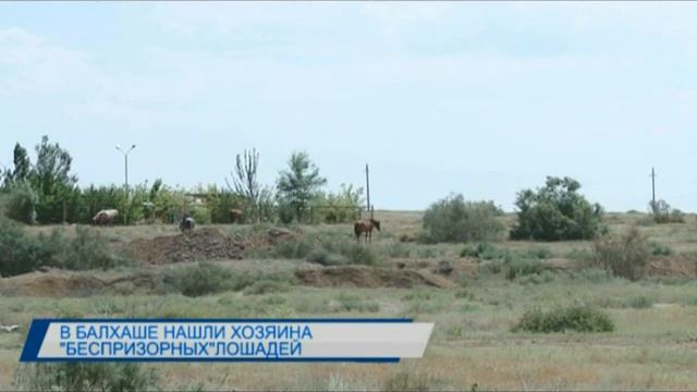 В Балхаше нашли хозяина лошадей, которые паслись в городе смотреть онлайн