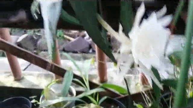 Epiphyllum anguliger , Fragrant Flower, Mini Shape (Bunga Wijayakusuma) смотреть онлайн