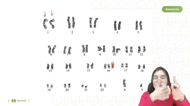 ДЕЛЕНИЕ КЛЕТКИ: МИТОЗ | БИОЛОГИЯ ОГЭ | 99 БАЛЛОВ