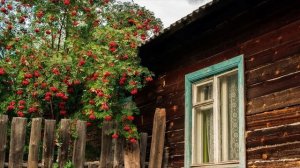 Какое дерево посадить у сливной ямы, что бы потом воду не откачивать?