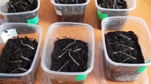 Прострел или Сон-Трава. Посев и выращивание.