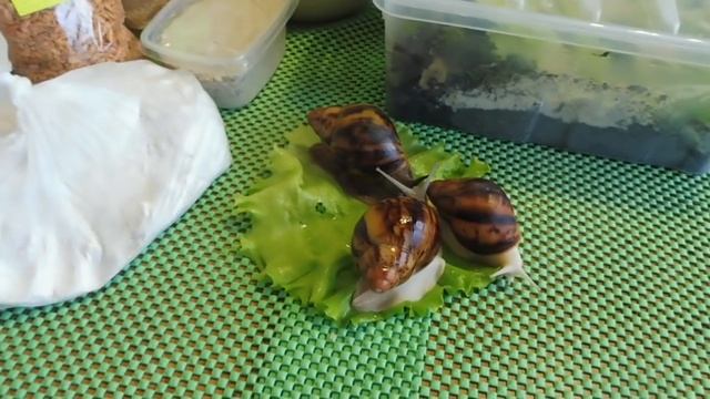 СКОЛЬКО СТОИТ БОЛЬШАЯ УЛИТКА АХАТИНА , АРХАХАТИНА ? #ценынаулитокахатин#( ПИТОМНИК "МАРИ МИСТИК" ) смотреть онлайн