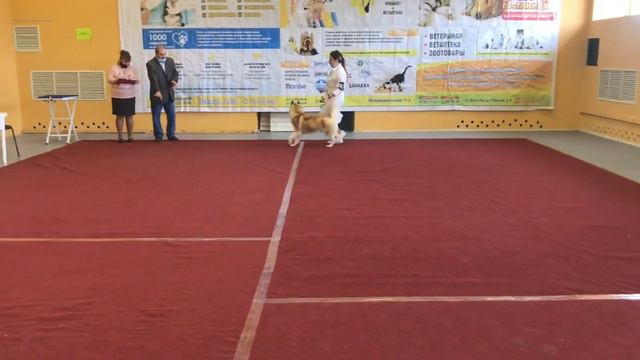 «Созвездие Югры 2020» г.Нижневартовск смотреть онлайн