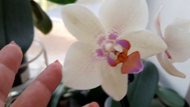 #Орхидеи. Обзор западного окна. Африкансаий закат, Клеопатра, Леко Фантастик, Розовый Дракон. смотреть онлайн