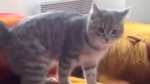 Кот-автобот