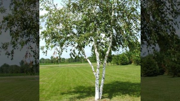 Я все плохое зачеркну