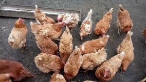 Дрожжи для кур несушек