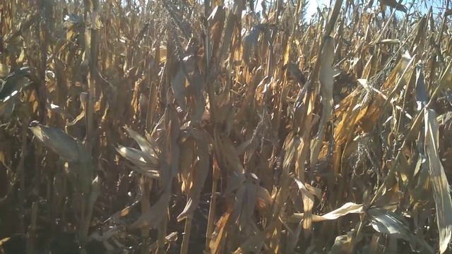 Начинаю убирать кукурузу. смотреть онлайн